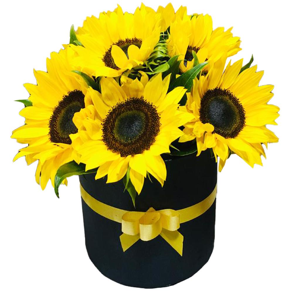 Caja de Girasoles