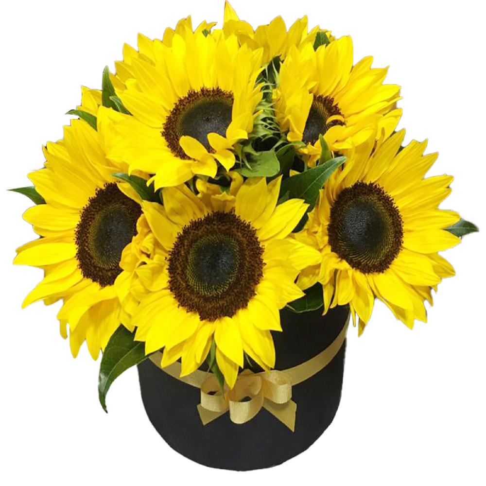 Caja de Girasoles